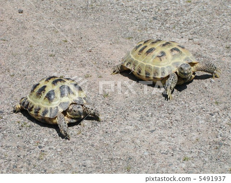 Osmel tortoise Osmel tortoise 5491937