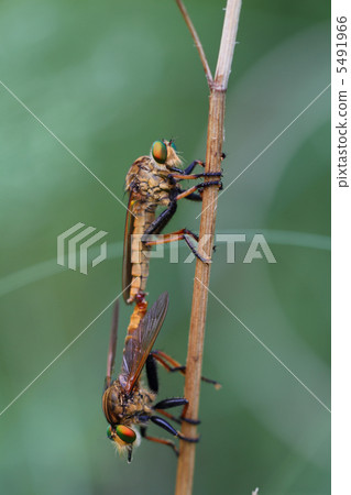 Mating of Aoméab Mating of Aoméab 5491966