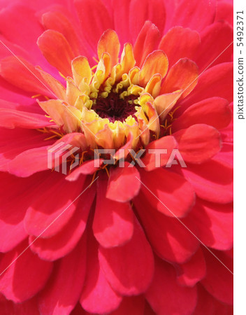 Flower closeup 5492371