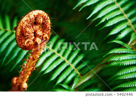 Unravelling fern frond closeup Unravelling fern frond closeup 5492446