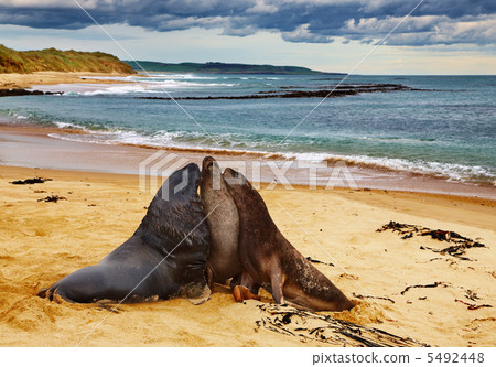 Sea lions Sea lions 5492448