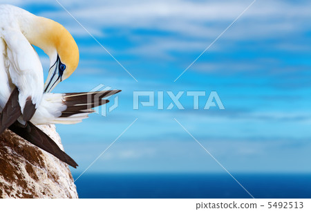 Australasian gannet Australasian gannet 5492513
