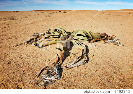 Desert plantl Welwitschia Mirabilis Desert plantl Welwitschia Mirabilis 5492543
