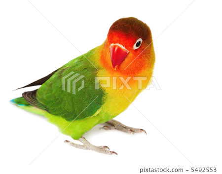 Lovebird 5492553