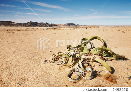 Welwitschia Mirabilis in Namib Desert Welwitschia Mirabilis in Namib Desert 5492658