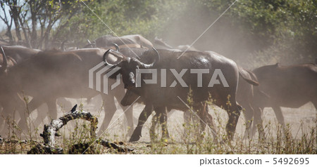 Herd of buffaloes in african savanna Herd of buffaloes in african savanna 5492695