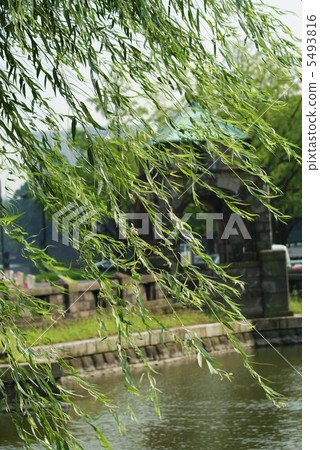 Sidareye yanagi · Moving towards the moat of the Imperial Palace · Vertical position 5493816