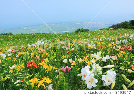 Lily of the Hakodate mountain in the summer and Lake Biwa 5493947