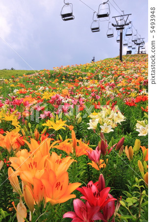 Lily of the summer Hakodate mountain 5493948