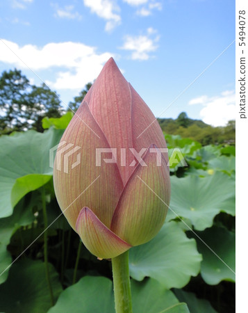 Bud of lotus Bud of lotus 5494078