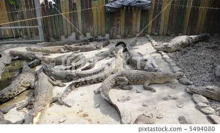 Crocodile hell Crocodile hell 5494080