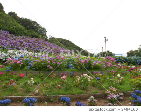 原來的溫泉·繡球花繡球花 5494160