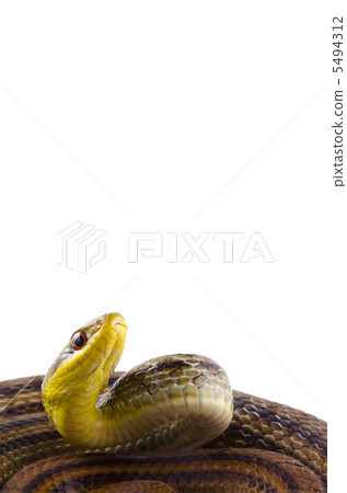 Shimate snake 5494312