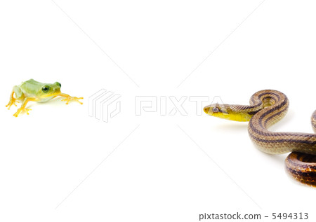 A frog glared at a snake 5494313