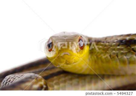 Shimate snake 5494327