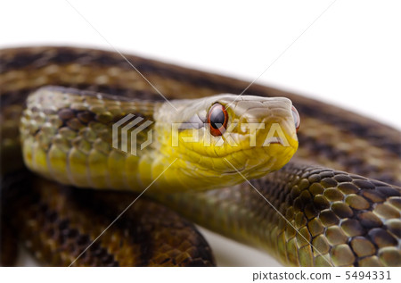 Shimate snake 5494331