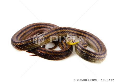 Shimate snake 5494356