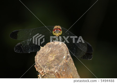 Conchimethorba full of spider webs 5494488