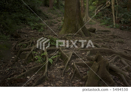 Roots are important Roots are important 5494530