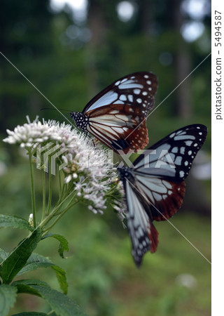 Asagi madara和Yotsuba hyoondri 5494587