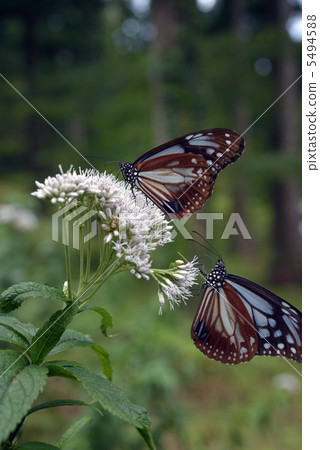 Asagi madara和Yotsuba hyoondri 5494588