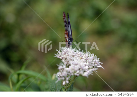 Asagi madara和Yotsuba hyoondri 5494594