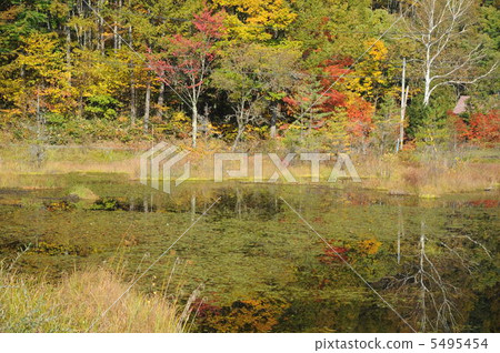 Autumn leaves 5495454