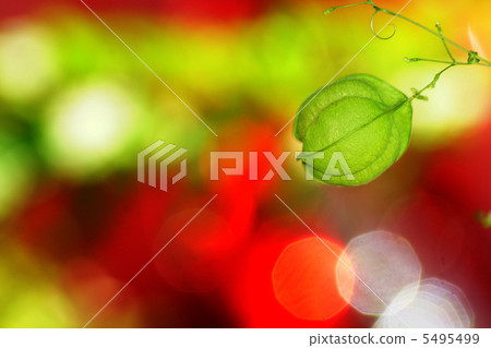 Fusenia towata Fusenia towata 5495499