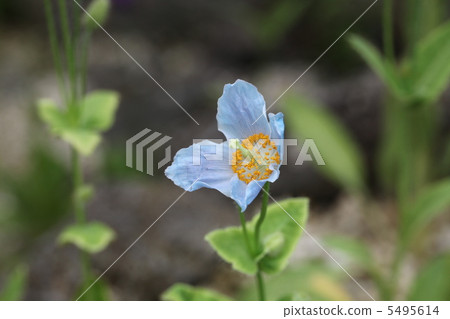 罌粟 罌粟 5495614