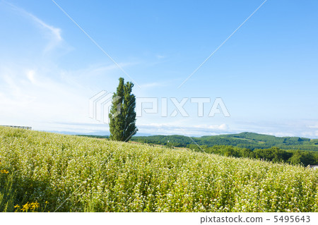  肯和瑪麗的樹 5495643