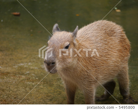 Capybara 5495800