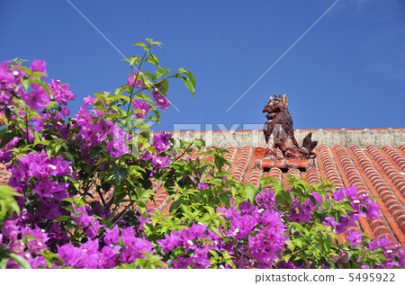 Seisa and bougainvillea on red roof tile roof 5495922