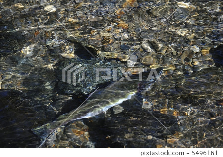 Caroft trout 5496161