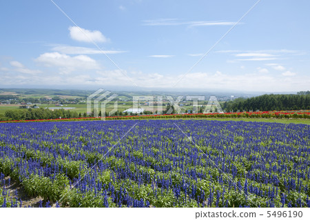 Hill of Flowerland 5496190