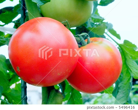 馬托成熟的西紅柿成熟在該字段中 5496416