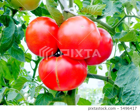 馬托成熟的西紅柿成熟在該字段中 馬托成熟的西紅柿成熟在該字段中 5496417