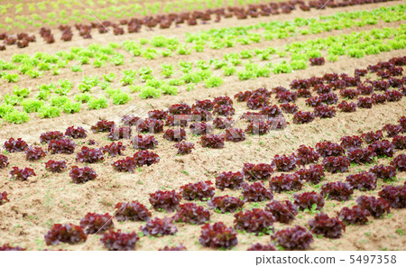 Beds of fresh lattuce on a farm Beds of fresh lattuce on a farm 5497358