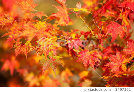 Beautiful red japanese maple leaves at fall Beautiful red japanese maple leaves at fall 5497361