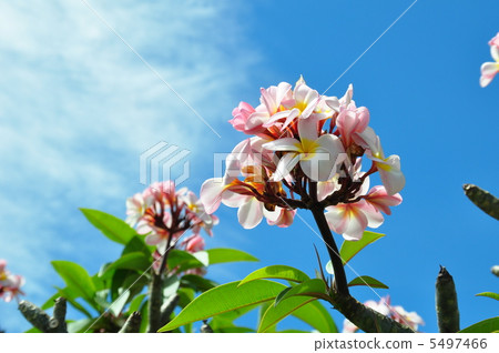夏威夷的假期 夏威夷的假期 5497466