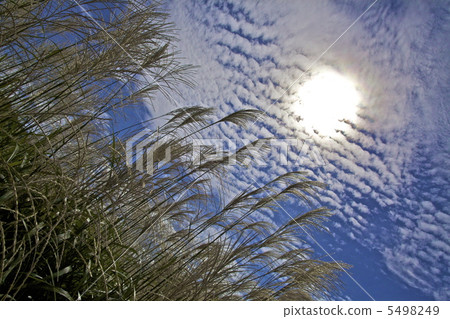 Summer mackerel cloud and rice 5498249