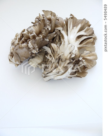 舞茸蘑菇 5498489