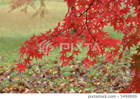 秋天的樹葉 5499089