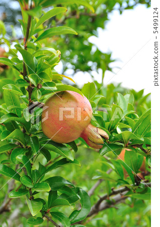 Pomegranate fruit 5499124