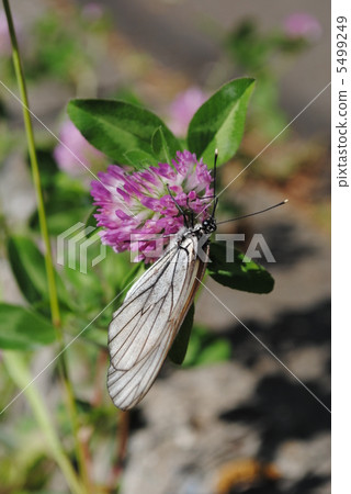 刺猬珍珠和Murasakirakusa（2） 5499249