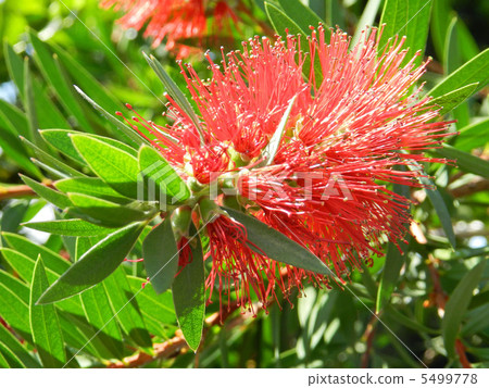 Kimpoju Kimpoju 5499778