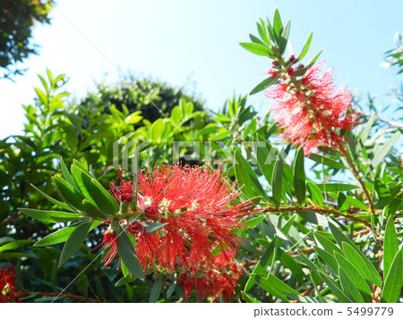 Kinpouju（金寶樹） 5499779