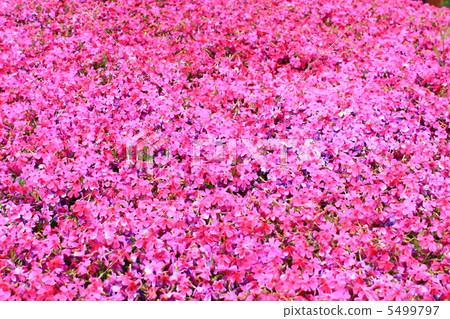 Moss phlox  5499797