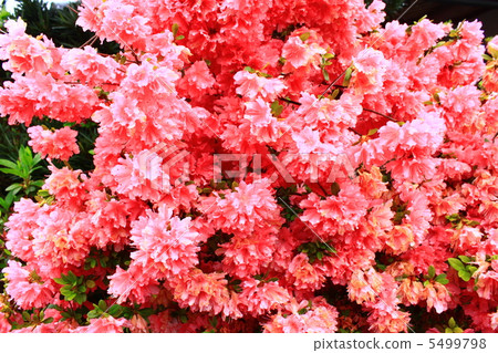 Rhododendron 5499798