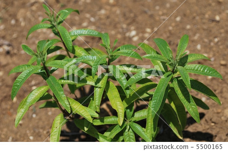 Lemon verbena Lemon verbena 5500165