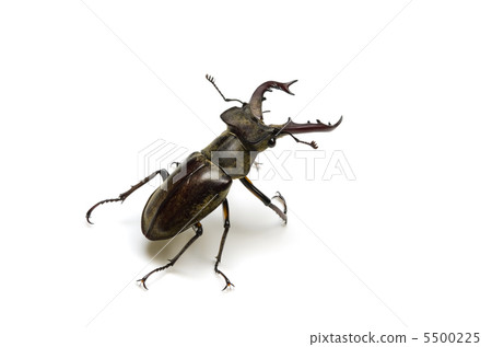 高砂深山鍬形蟲 5500225